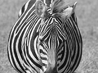 Wild Zebra 6
